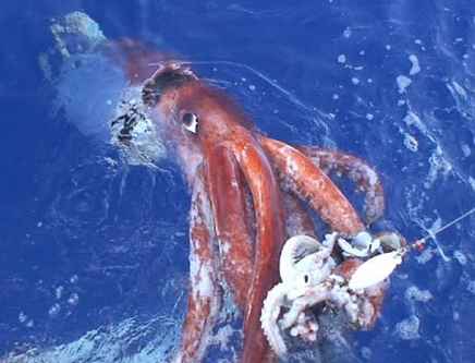 Giant Freaking Squidmonster