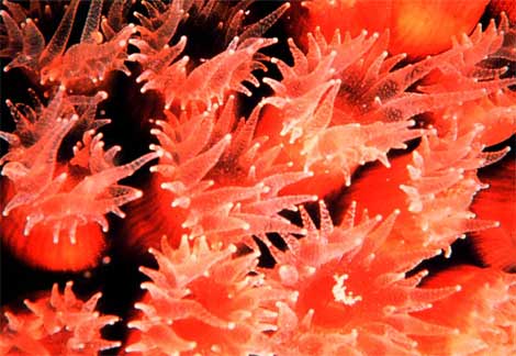 coral-cavernous-star